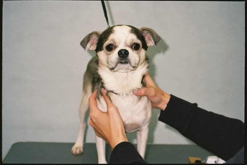 A dog being handled on a grooming table