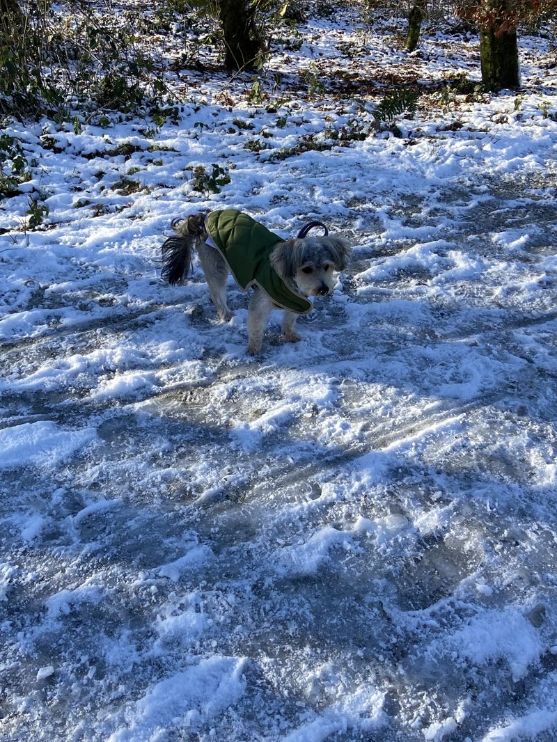 A small terrier in a green coat on a snowy woodland path
