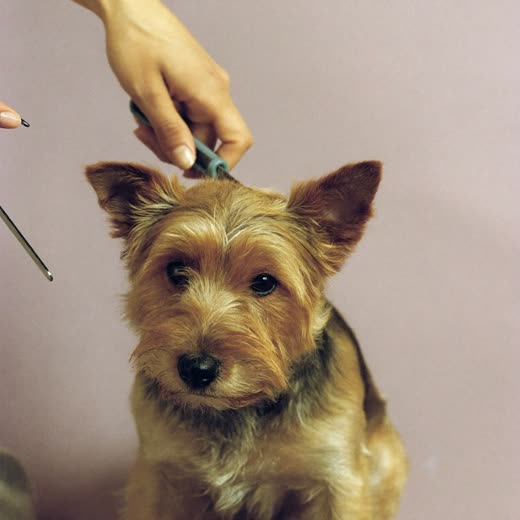 A terrier being clipped