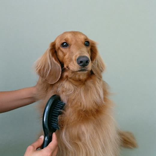 A long-haired dog being brushed out