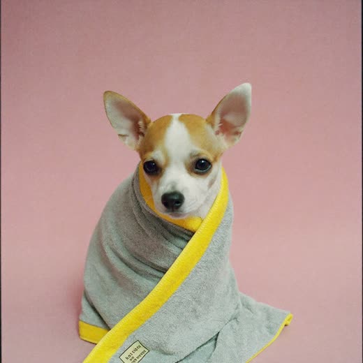 A puppy wrapped in a towel after grooming